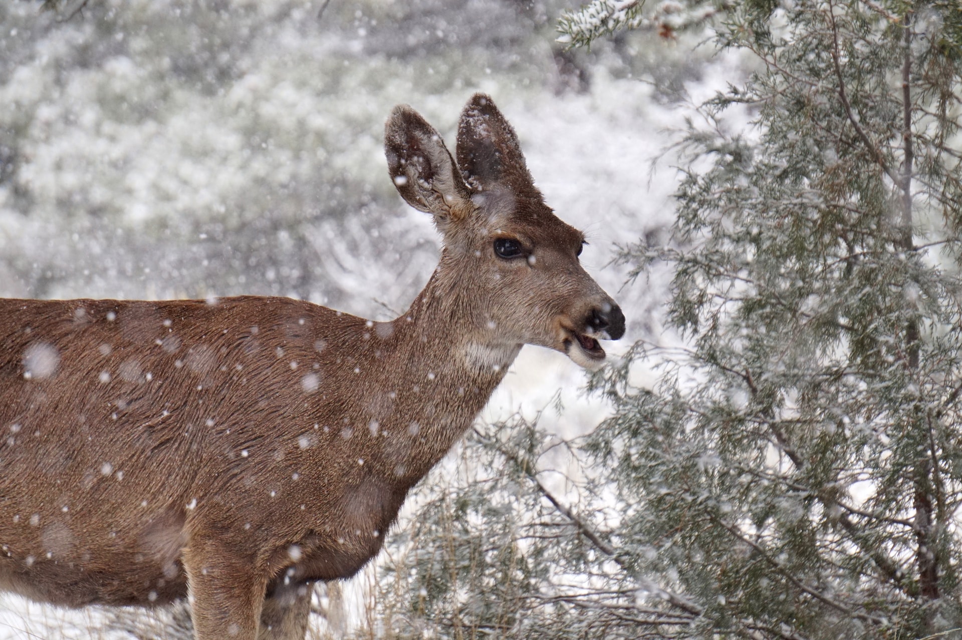 Wildlife Spotting in Steamboat Springs