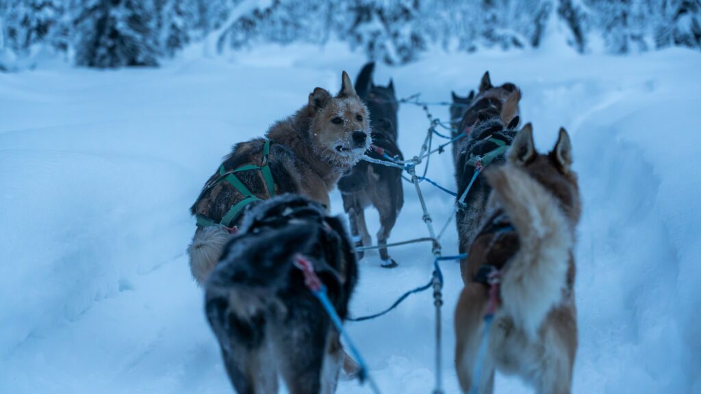 Steamboat Springs hikes and dog sledding