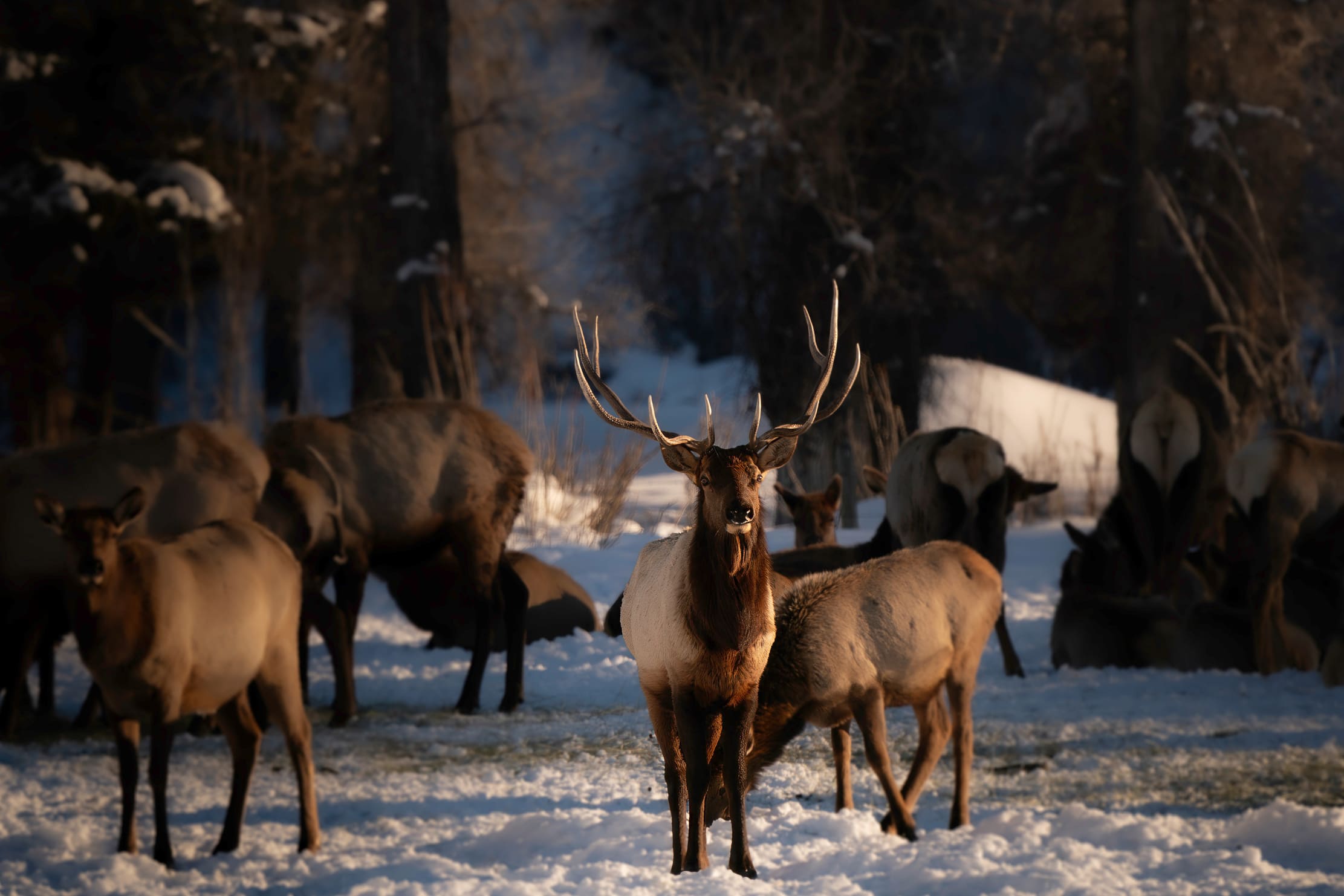 Steamboat Springs photography